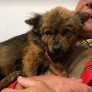 Minnie a tan Romanian rescue dog | 1 Dog at a Time Rescue UK