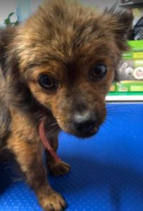 Minnie a tan Romanian rescue dog | 1 Dog at a Time Rescue UK