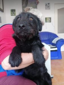 Mollie a black Romanian rescue dog | 1 Dog at a Time Rescue UK