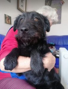 Mollie a black Romanian rescue dog | 1 Dog at a Time Rescue UK