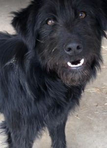 Mollie a black Romanian rescue dog | 1 Dog at a Time Rescue UK