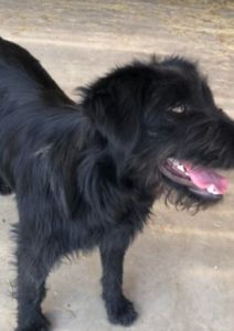 Mollie a black Romanian rescue dog | 1 Dog at a Time Rescue UK