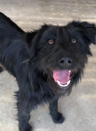 Mollie a black Romanian rescue dog | 1 Dog at a Time Rescue UK