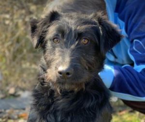 Mollie a black Romanian rescue dog | 1 Dog at a Time Rescue UK