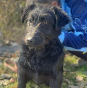 Mollie a black Romanian rescue dog | 1 Dog at a Time Rescue UK