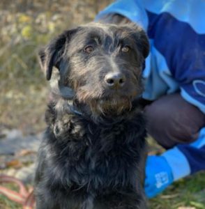 Mollie a black Romanian rescue dog | 1 Dog at a Time Rescue UK