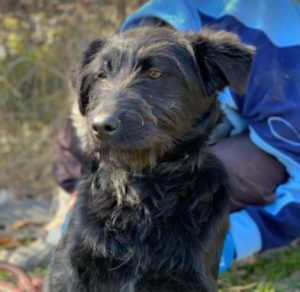 Mollie a black Romanian rescue dog | 1 Dog at a Time Rescue UK