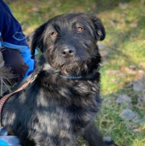 Mollie a black Romanian rescue dog | 1 Dog at a Time Rescue UK