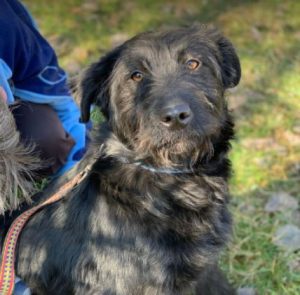 Mollie a black Romanian rescue dog | 1 Dog at a Time Rescue UK