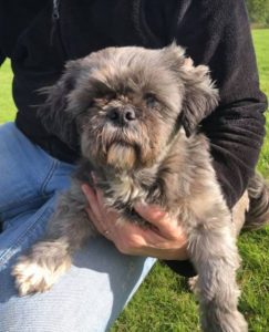 Muffin a brown Romanian rescue dog | 1 Dog at a Time Rescue UK