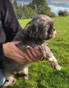 Muffin a brown Romanian rescue dog | 1 Dog at a Time Rescue UK