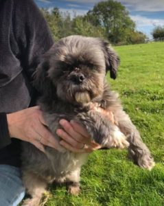 Muffin a brown Romanian rescue dog | 1 Dog at a Time Rescue UK