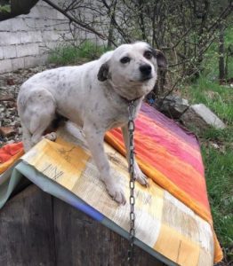 Nancy a black and white romanian rescue dog | 1 dog at a time rescue uk