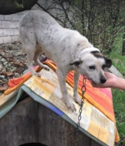 Nancy a black and white romanian rescue dog | 1 dog at a time rescue uk