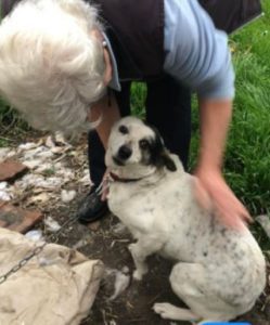 Nancy a black and white romanian rescue dog | 1 dog at a time rescue uk