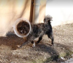 Nico a black Romanian rescue dog | 1 Dog at a Time Rescue UK