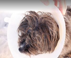 Nico a black Romanian rescue dog | 1 Dog at a Time Rescue UK