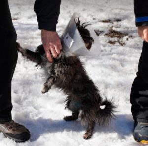 Nico a black Romanian rescue dog | 1 Dog at a Time Rescue UK