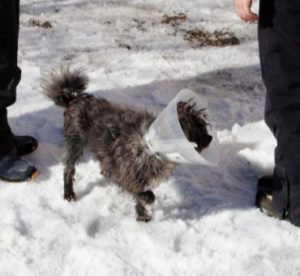 Nico a black Romanian rescue dog | 1 Dog at a Time Rescue UK