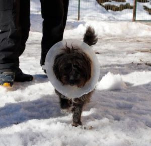 Nico a black Romanian rescue dog | 1 Dog at a Time Rescue UK