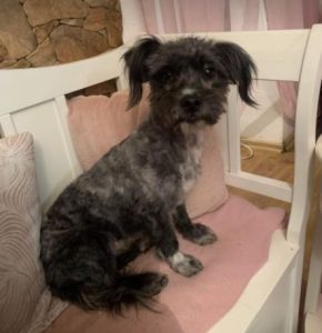 Nico a black Romanian rescue dog | 1 Dog at a Time Rescue UK