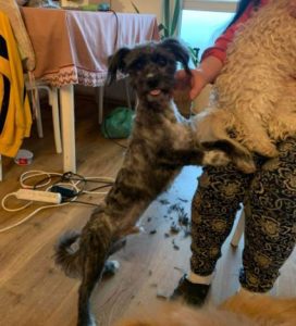 Nico a black Romanian rescue dog | 1 Dog at a Time Rescue UK