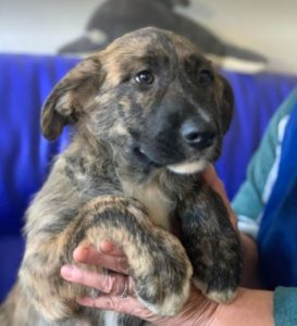 Ollie a brown and white Romanian rescue dog | 1 Dog at a Time Rescue UK