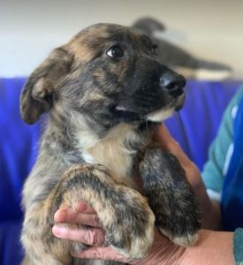 Ollie a brown and white Romanian rescue dog | 1 Dog at a Time Rescue UK