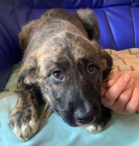 Ollie a brown and white Romanian rescue dog | 1 Dog at a Time Rescue UK