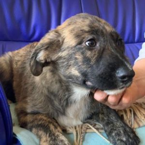 Ollie a brown and white Romanian rescue dog | 1 Dog at a Time Rescue UK