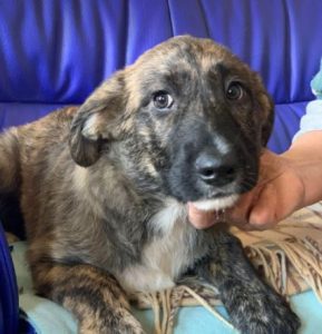 Ollie a brown and white Romanian rescue dog | 1 Dog at a Time Rescue UK