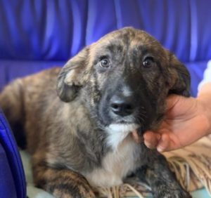 Ollie a brown and white Romanian rescue dog | 1 Dog at a Time Rescue UK