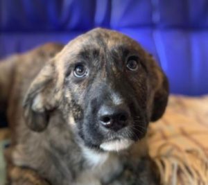 Ollie a brown and white Romanian rescue dog | 1 Dog at a Time Rescue UK