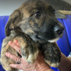 Ollie a brown and white Romanian rescue dog | 1 Dog at a Time Rescue UK