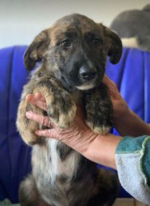 Ollie a brown and white Romanian rescue dog | 1 Dog at a Time Rescue UK