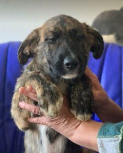 Ollie a brown and white Romanian rescue dog | 1 Dog at a Time Rescue UK