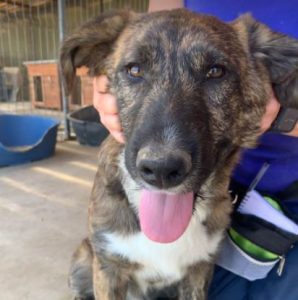 Ollie a brown and white Romanian rescue dog | 1 Dog at a Time Rescue UK