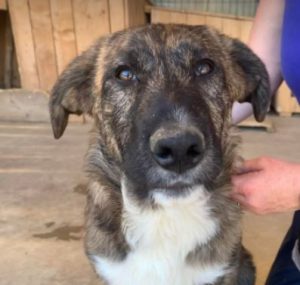 Ollie a brown and white Romanian rescue dog | 1 Dog at a Time Rescue UK