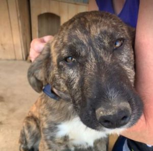 Ollie a brown and white Romanian rescue dog | 1 Dog at a Time Rescue UK