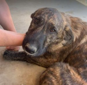 Ollie a brown and white Romanian rescue dog | 1 Dog at a Time Rescue UK