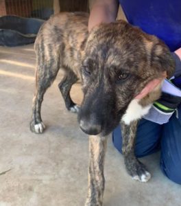 Ollie a brown and white Romanian rescue dog | 1 Dog at a Time Rescue UK