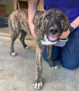 Ollie a brown and white Romanian rescue dog | 1 Dog at a Time Rescue UK