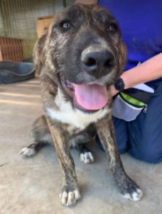 Ollie a brown and white Romanian rescue dog | 1 Dog at a Time Rescue UK