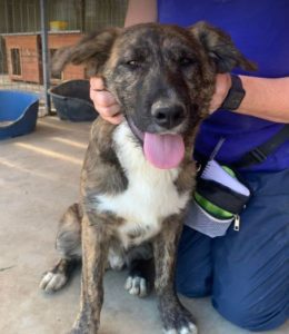 Ollie a brown and white Romanian rescue dog | 1 Dog at a Time Rescue UK