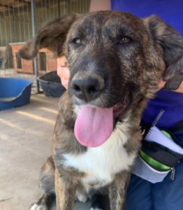 Ollie a brown and white Romanian rescue dog | 1 Dog at a Time Rescue UK