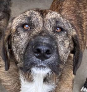 Ollie a brown and white Romanian rescue dog | 1 Dog at a Time Rescue UK