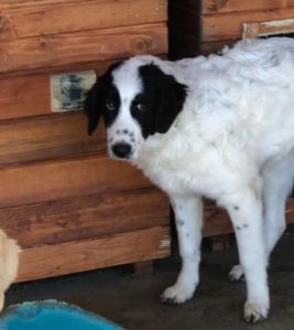 Oreo a black and white Romanian rescue dog | 1 Dog at a Time Rescue UK