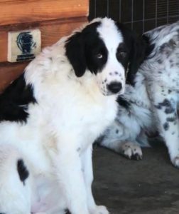 Oreo a black and white Romanian rescue dog | 1 Dog at a Time Rescue UK