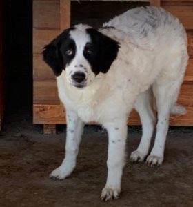 Oreo a black and white Romanian rescue dog | 1 Dog at a Time Rescue UK