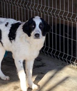 Oreo a black and white Romanian rescue dog | 1 Dog at a Time Rescue UK